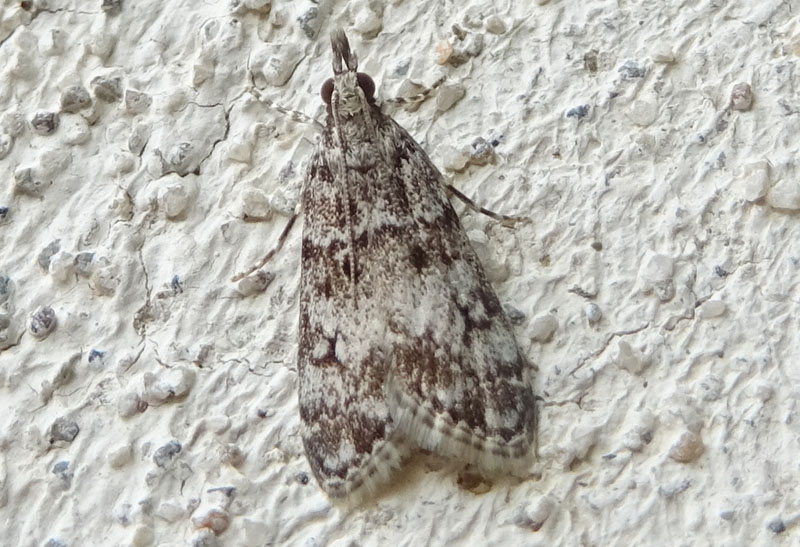 Eudonia lacustrata - Crambidae